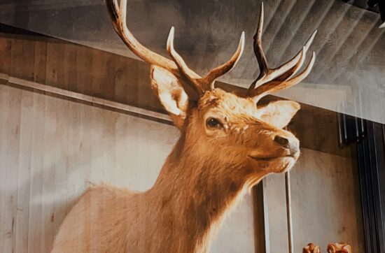 Nutrition: Build Your Perfect Diet & Meal Plan